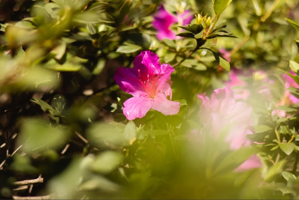 Flor rosa entre folhas verdes