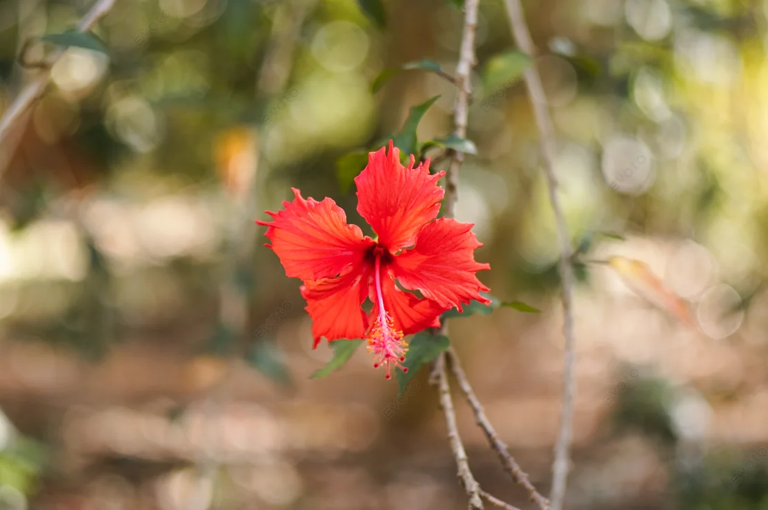 Hibisco vermelho com fundo desfocado